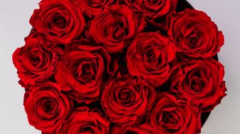Обои 1920x1080 красные розы, букет роз, розы