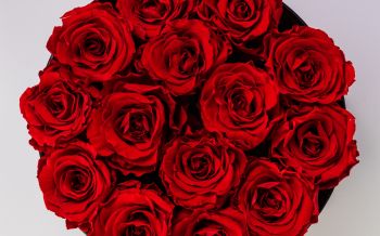 Обои 1920x1200 красные розы, букет роз, розы