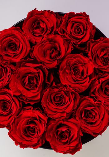Обои 1640x2360 красные розы, букет роз, розы