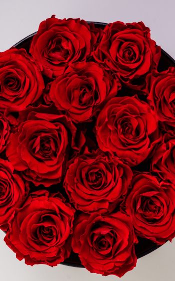 Обои 1600x2560 красные розы, букет роз, розы