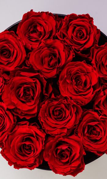 Обои 1200x2000 красные розы, букет роз, розы