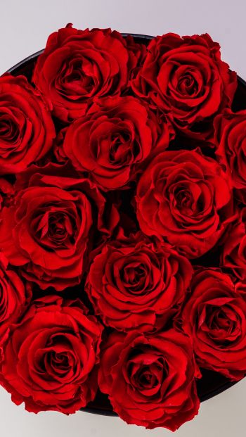 Обои 640x1136 красные розы, букет роз, розы