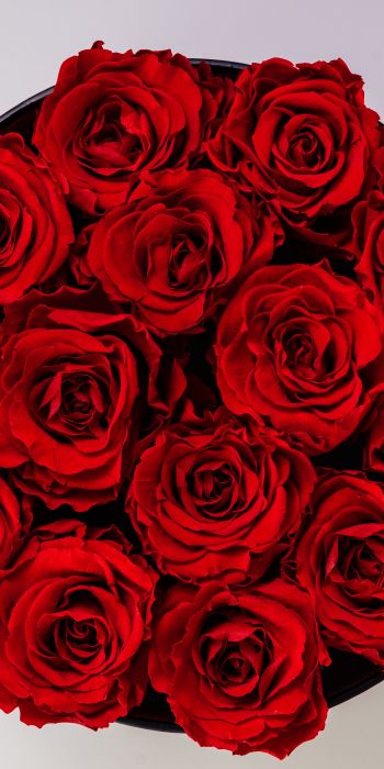 Обои 720x1440 красные розы, букет роз, розы