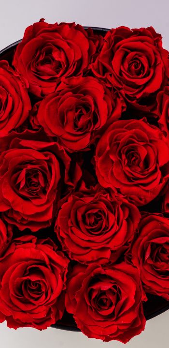 Обои 1080x2220 красные розы, букет роз, розы