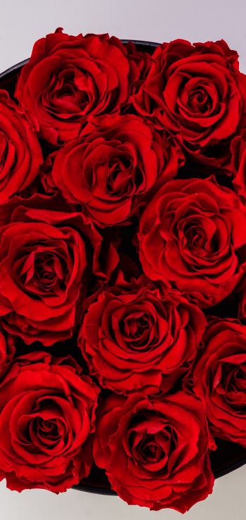 Обои 1440x3040 красные розы, букет роз, розы