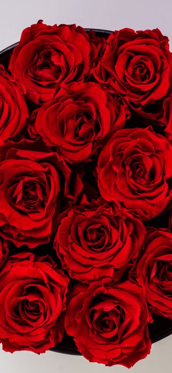 Обои 1284x2778 красные розы, букет роз, розы