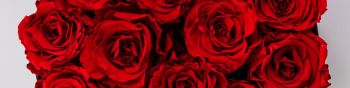 red roses, bouquet of roses, roses Wallpaper 1590x400