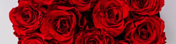 Обои 1590x400 красные розы, букет роз, розы