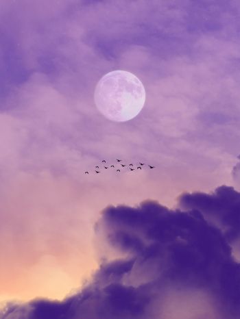 moon, clouds, birds Wallpaper 1620x2160
