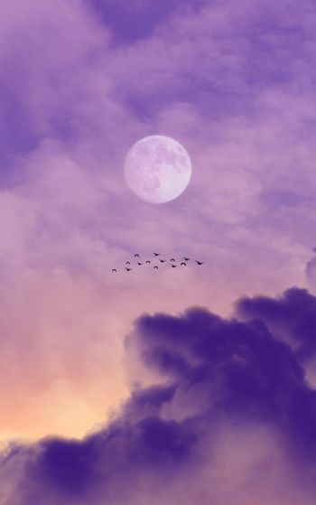 moon, clouds, birds Wallpaper 1752x2800