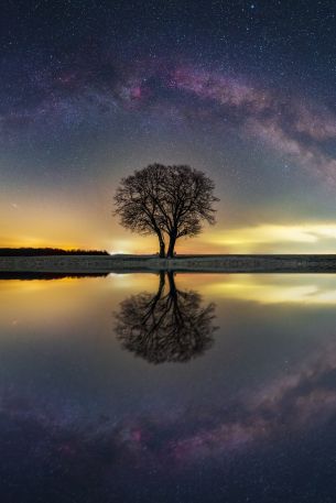 milky way, tree, lake Wallpaper 640x960