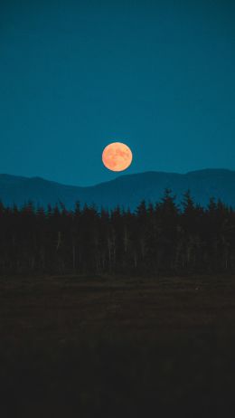 moon, night, forest Wallpaper 720x1280