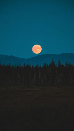 moon, night, forest Wallpaper 2160x3840