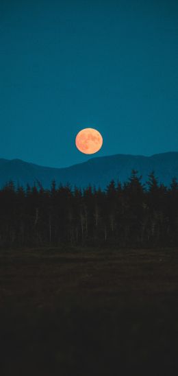 moon, night, forest Wallpaper 1080x2280