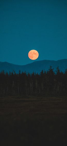 moon, night, forest Wallpaper 1170x2532