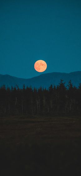moon, night, forest Wallpaper 1080x2340