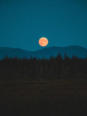 moon, night, forest Wallpaper 2048x2732