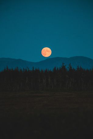 moon, night, forest Wallpaper 3648x5472