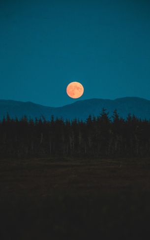 moon, night, forest Wallpaper 1752x2800