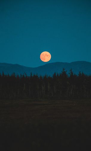 moon, night, forest Wallpaper 1200x2000