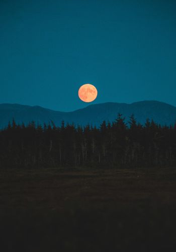 moon, night, forest Wallpaper 1668x2388