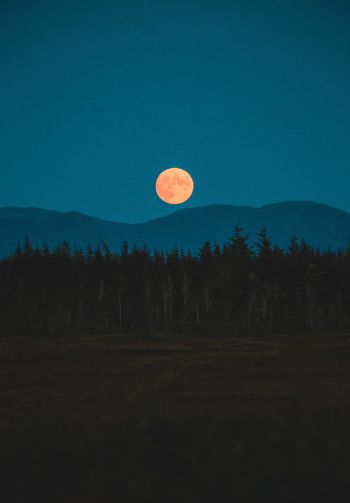 moon, night, forest Wallpaper 1640x2360