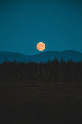 Обои 640x960 луна, ночь, лес
