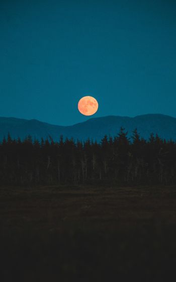 moon, night, forest Wallpaper 800x1280