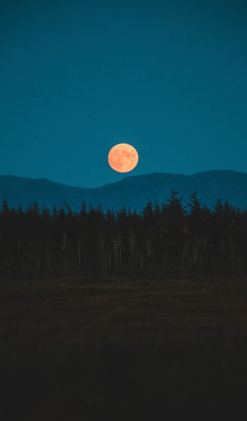 moon, night, forest Wallpaper 600x1024