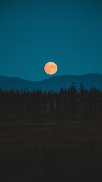 Обои 640x1136 луна, ночь, лес