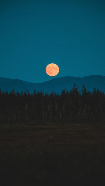 moon, night, forest Wallpaper 1080x1920