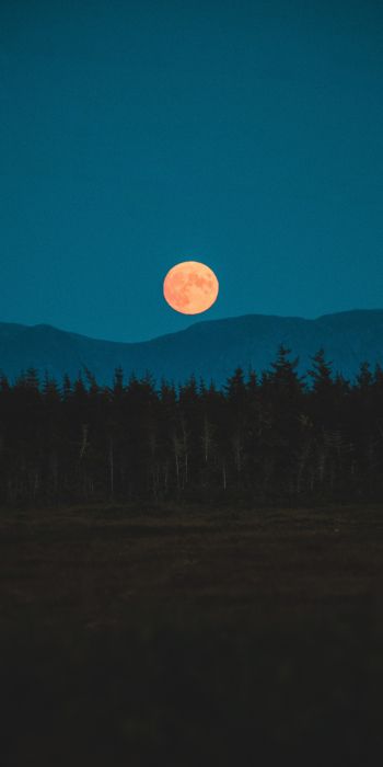 moon, night, forest Wallpaper 720x1440