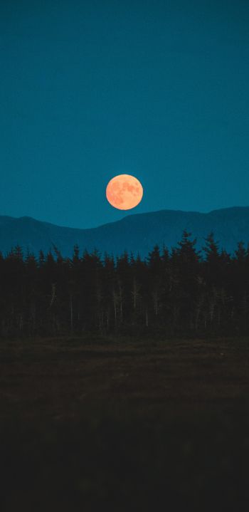Обои 1080x2220 луна, ночь, лес