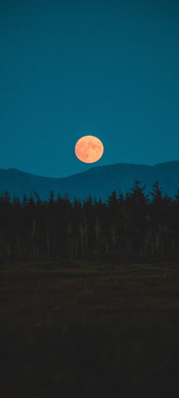 Обои 1080x2400 луна, ночь, лес