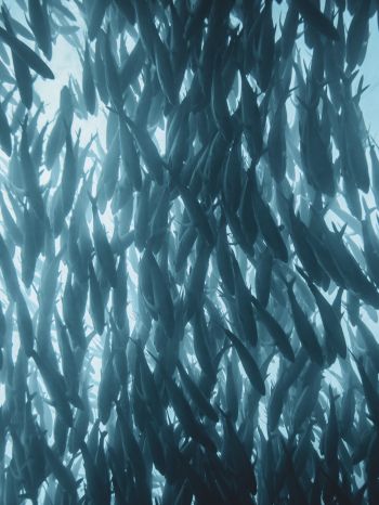marine life, fish Wallpaper 1620x2160