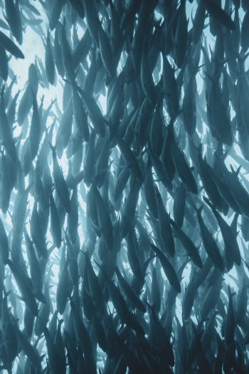 marine life, fish Wallpaper 640x960