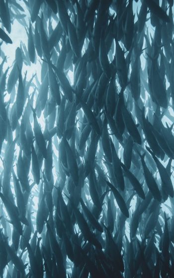 marine life, fish Wallpaper 1600x2560