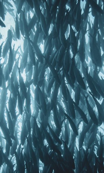 marine life, fish Wallpaper 1200x2000