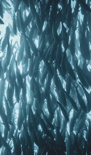 marine life, fish Wallpaper 600x1024
