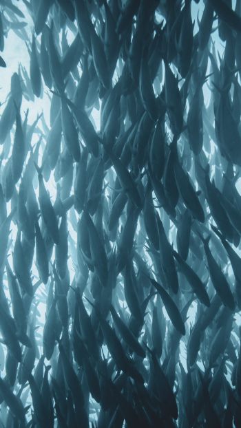 marine life, fish Wallpaper 1440x2560
