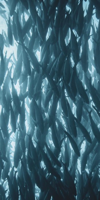 marine life, fish Wallpaper 720x1440