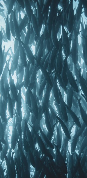 marine life, fish Wallpaper 1080x2220