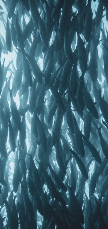 marine life, fish Wallpaper 1440x3040