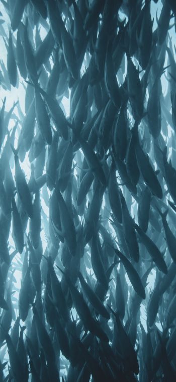 marine life, fish Wallpaper 1080x2340