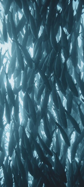 marine life, fish Wallpaper 1080x2400
