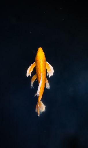 golden carp Wallpaper 1200x2000