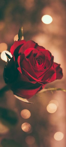 red rose, rose Wallpaper 1440x3200
