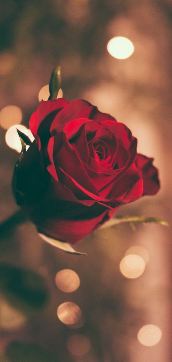 red rose, rose Wallpaper 1080x2280