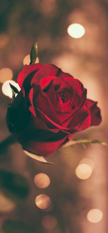 red rose, rose Wallpaper 828x1792