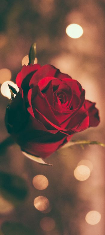 red rose, rose Wallpaper 1080x2400